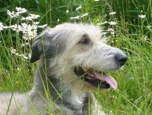 Beautiful Daisy, approx 7 yrs old in this photo