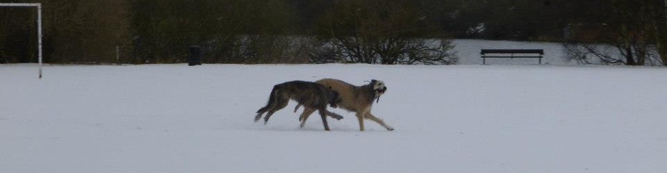 Malinkey Irish Wolfhounds