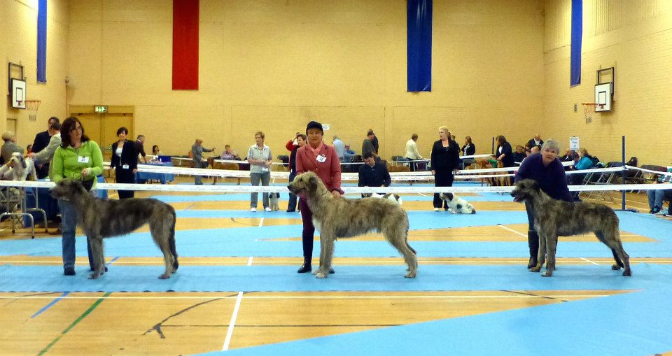 The Irish Wolfhound Graduate Class at the Hound Association Open show in 2012