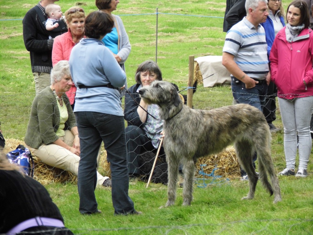 Florrie Wins Best in SHow at Cortachy Highland Games